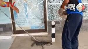Seekor Biawak Masuk Kantor Pegadaian Kalimantan Utara