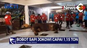 Bobot Sapi Jokowi Lebih Dari 1 Ton
