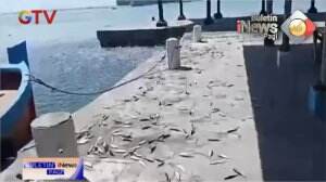 Fenomena Ikan Naik Ke Daratan Di Jakarta