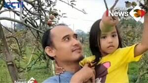 Wisata Petik Apel Jenis Rome Beauty