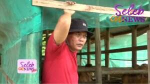 Nostalgia Sule Jadi Penggembala Sapi
