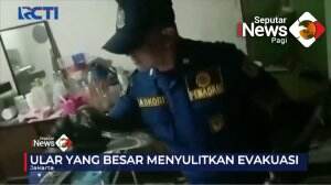 Geger! Penemuan Ular Sanca