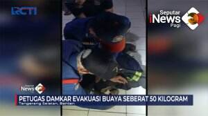 Evakuasi Buaya Seberat 50 Kilogram