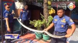 Evakuasi Dua Ular Piton