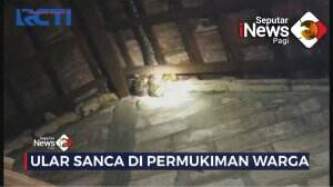 Ular Sanca Dipermukiman Warga