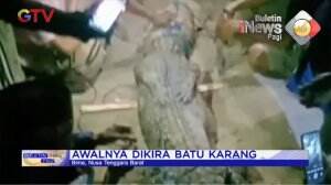 Buaya Muncul Kejutkan Warga