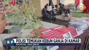 Kebun Ganja di Dalam Rumah