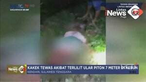 Kakek Tewas Terlilit Ular