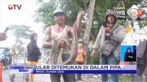 Evakuasi Ular Sawah di Dalam Pipa