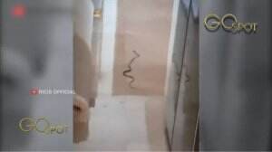 Gawat! Rumah Ria Ricis Kemasukan Ular Emas