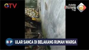 Ular Sanca Masuk Rumah Warga di Mampang