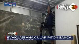 Evakuasi Anak Ular Piton