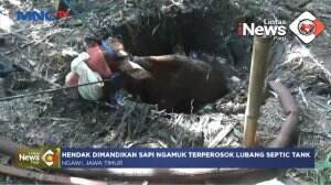 Evakuasi Sapi Terperosok Septic Tank