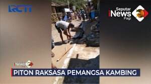 Ular Piton Raksasa Pemangsa Kambing