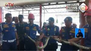 Evakuasi Ular di Kota Padang