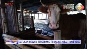 Penyakit Mulut Dan Kuku Pada Hewan Harus Diwaspadai