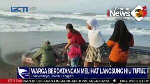 Hiu Tutul Terdampar Di Purworejo