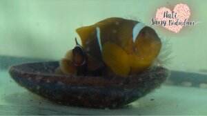 Nemo Balong Betina Lebih Besar - HSB Eps. 171