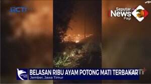 Kandang Ayam Di Jember Kebakaran