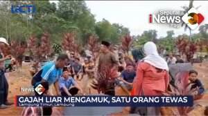 Tewas Diserang Gajah Liar