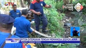 Ular Piton Mangsa Ayam Warga