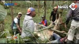 Ribuan Sapi Mati Akibat PMK