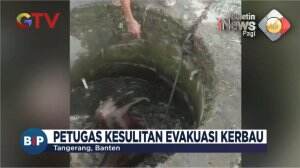 Kerbau 300 Kg Masuk Sumur