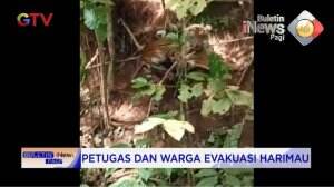 Harimau Betina Terjerat Perangkap Hama Babi