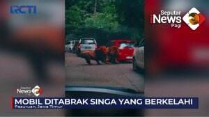 Viral, Mobil Ditabrak Singa