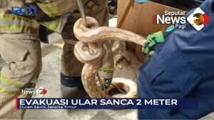 Evakuasi Ular Sanca Sepanjang 2 Meter