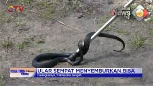 Geger! Penemuan Ular Cobra Dalam Kamar Mandi