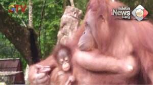Koleksi Orangutan TMS Seruling Mas Bertambah