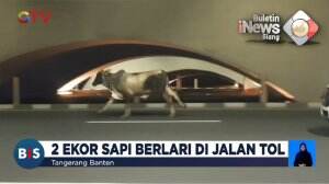 2 Ekor Sapi Berlari Di Tol