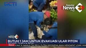 Evakuasi Ular Piton Berlangsung Dramatis