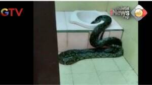 Ular Sanca Dalam Kamar Mandi Di Tarakan Kalimantan Utara