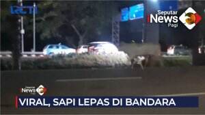 Viral, Sapi Impor Lepas Di Tol Bandara