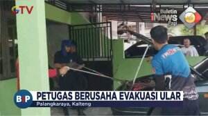Ular Kobra Dalam Kap Mobil