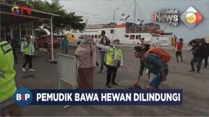 Pemudik Bawa Hewan Dilindungi