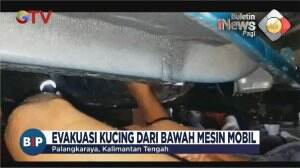 Evakuasi Kucing Tersangkut