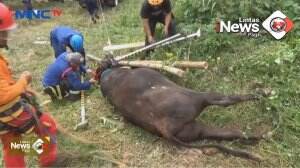 Sapi Tewas Tercebur Sumur