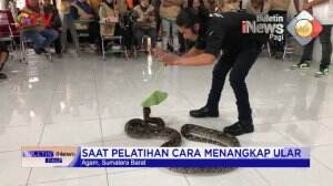 Penangkap Ular Digigit Ular Piton