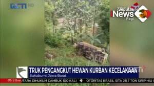 Truk Hewan Kurban Masuk Jurang