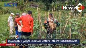 Waspada Pencurian Cabai
