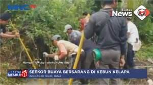 Buaya Bertelur Ditangkap Warga