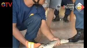 Evakuasi Biawak Dalam Rumah Di Parepare