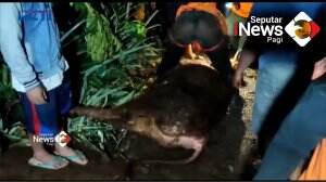 Sapi Masuk Sumur di Purbalingga