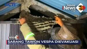 Evakuasi Sarang Tawon Vespa