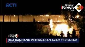 40 Ribu Ayam Ludes Terbakar