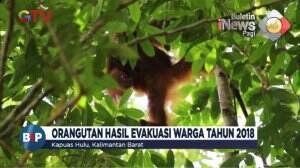 Sepasang Utan di Papua Pulangkan Ke Habitat