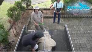 Ada Buaya Purba - Putri Duyung Dan 1001 Keajaiban S2 Eps. 124